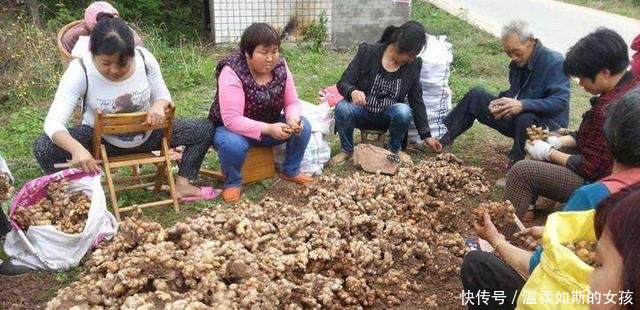 农民不种玉米改种它，亩产八千斤，年赚五十万