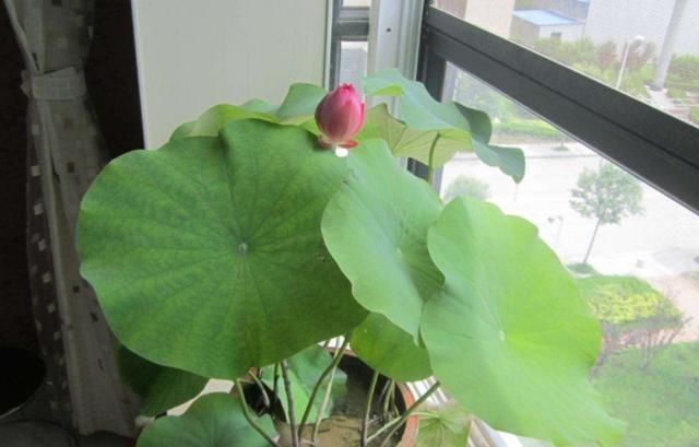 「的的」出淤泥而不染的的莲花，是佛教“五树六花”之一，被称为“圣花”