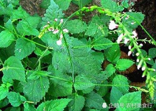 这野草的果实像珍珠，如今可遇不可求，价值十分珍贵，见到请珍惜