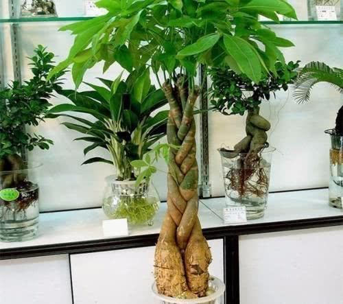  #向植株叶片#盆栽发财树，叶片四季翠绿，要如何管理呢？