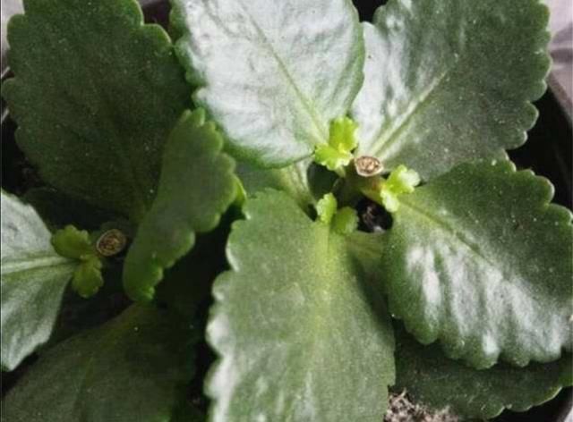  「生长」掌握长寿花的修剪方法,让长寿花花开满枝头!