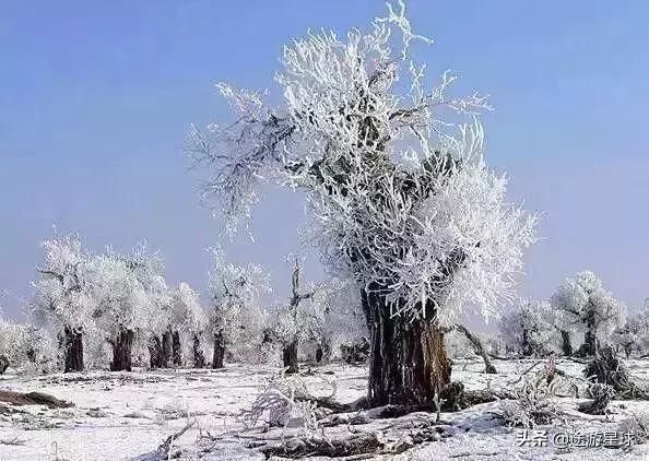 雪后的中国胡杨林，才是真正美爆了!