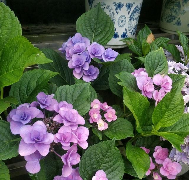  『心思』快没心思了，绣球花这么大的花苞半个月了还不开，看到就生气