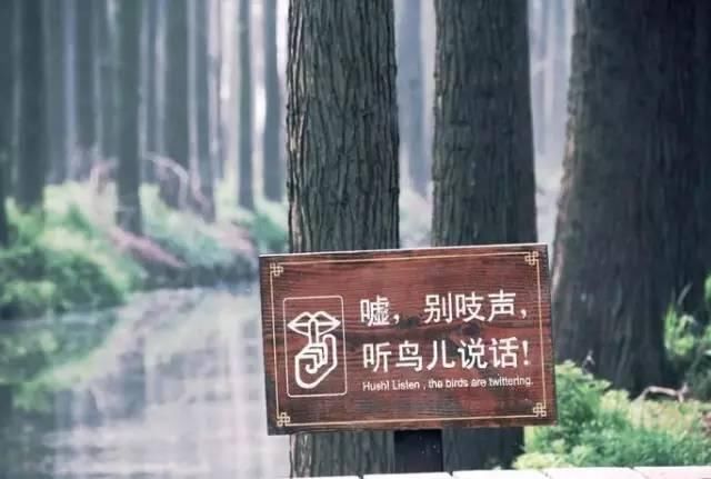 最江南的花海：惊艳不输婺源，情调不输威尼斯