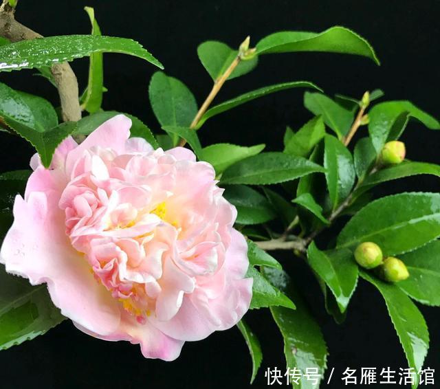  『旺盛期』新芽旺盛期的茶花盆土太板结可以换盆吗？换错盆新叶枯来年不开花