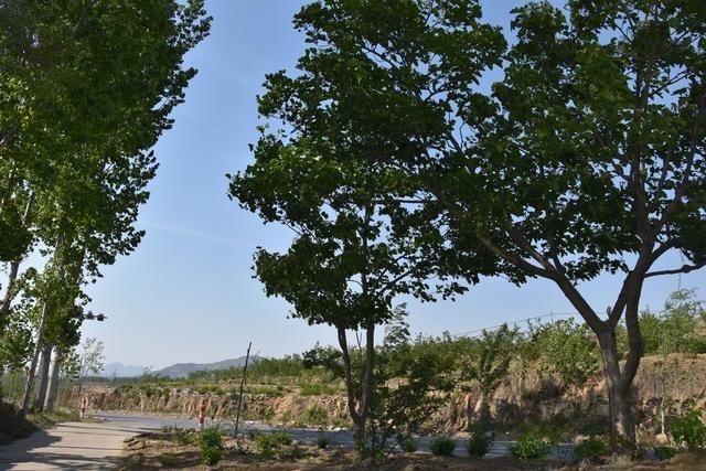  流峪镇：山水流峪 金银花乡 处处美景 遍地风光——平邑县流峪镇九道峪村