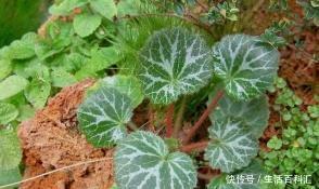 『绿萝』农村常见的3种野草,当盆栽养不输给绿萝,花市买不到