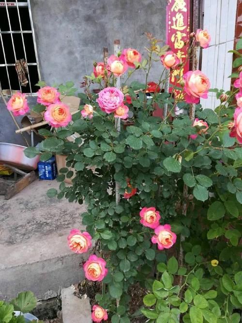 美爆@想要花花爆满盆吗?那么养这些花朵,超好养,一盆变多盆,美爆了