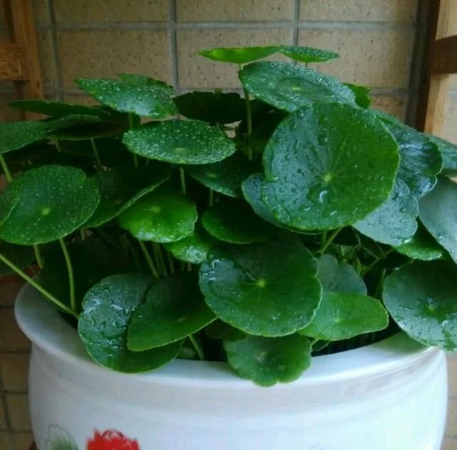  「不难」铜钱草怎么控制不开花？3个重点不要忽略，叶片肥大绿油不难