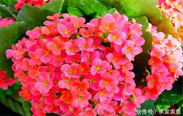  「盆地土壤」长寿花老桩开花难？根系受损是关键，做好3点，根系健壮开花多