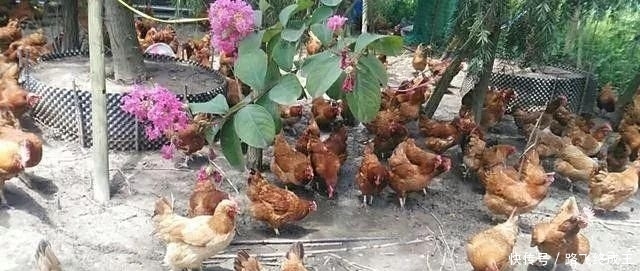  「没想到」回乡做土鸡养殖，十有八九会亏本？网友：没想到这么