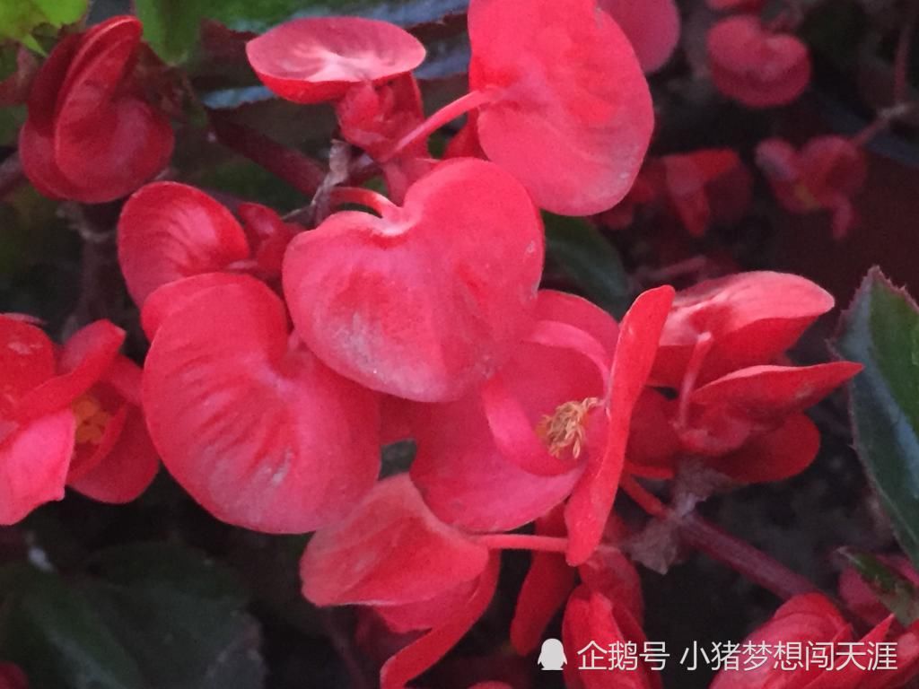  「海棠」夏天都开花的海棠——四季海棠，网友：四季海棠有毒吗？
