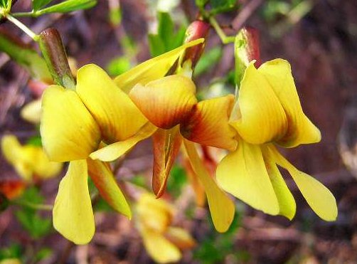 玫瑰:此款花卉,美如玫瑰,仙气十足,四季花开不停,阳台庭院变花海