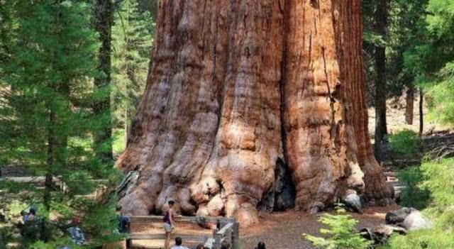 世界最大的树:重达2800多吨,要20多个人才能抱住