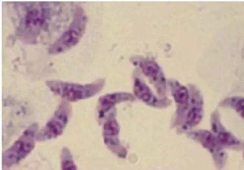 科普黄瓜中有杀不死的寄生虫？谣言！