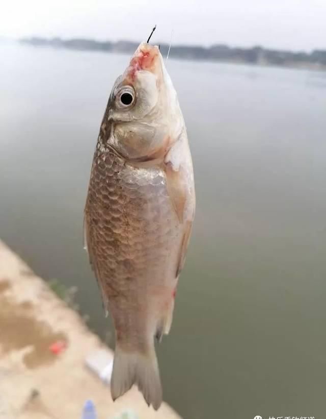  引逗：轻提引逗小技巧，野钓鲫鱼争咬钩！