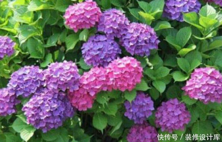 花养|几种花养家里真好看,花朵硕大花期长,美不胜收好养活,养花首选