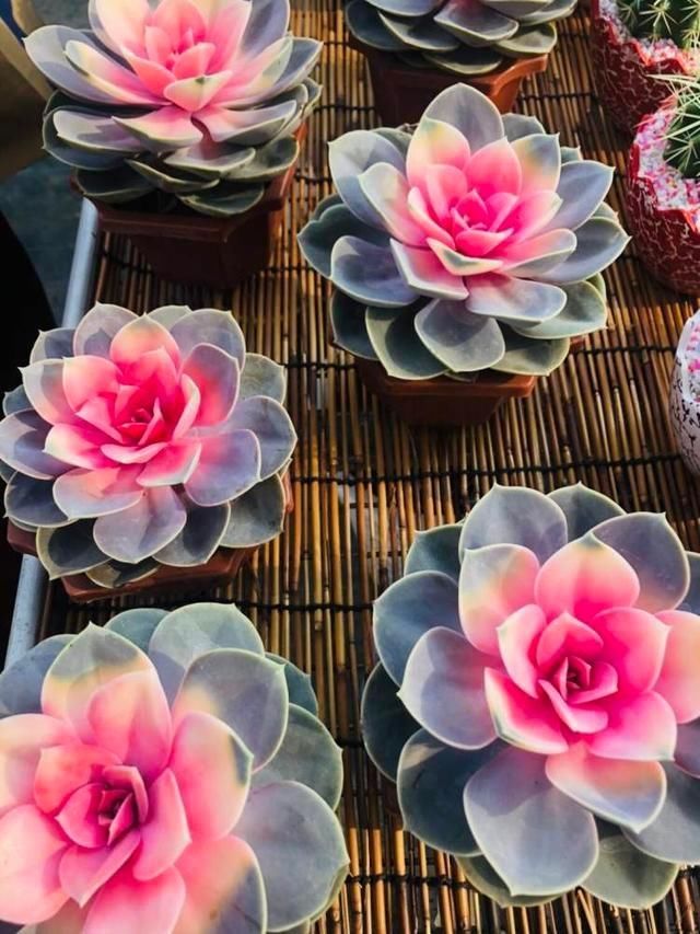 『铁皮石斛』昔日违建变身花博园,各色花卉价格好亲民,还有智慧花盆帮你养花