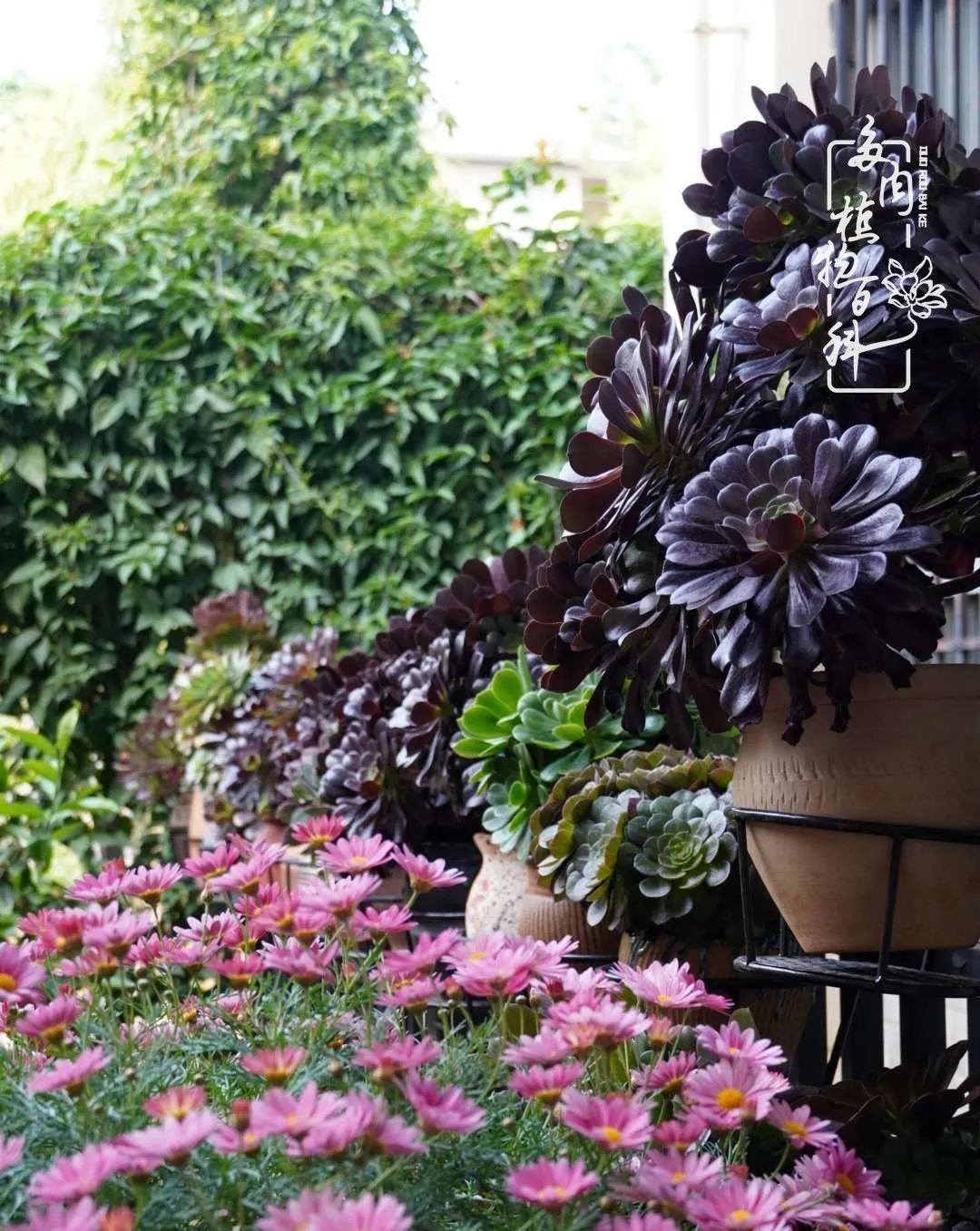 [庭院]一院一狗,三餐四季,慢下来的庭院生活才是好生活!