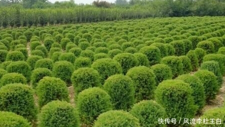 农村致富小项目