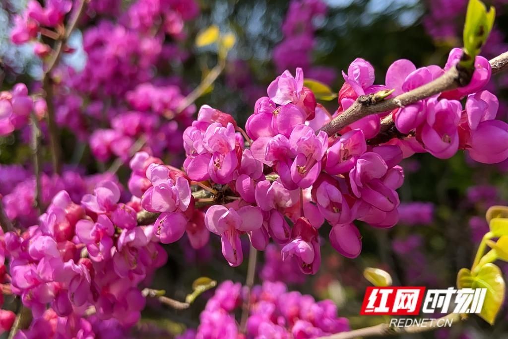  春天■组图丨立夏将至，还记得这一朵朵绚烂了整个春天的花吗
