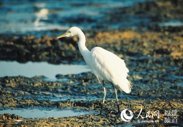  「自然保护区」“爱鸟周”来了 厦门381种鸟类闹春万物苏