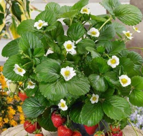  『草莓』在家养草莓盆栽，先了解这些养护小知识，能让你的草莓又大又甜