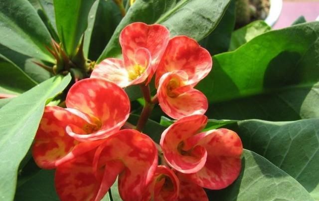 「刺梅」虎刺梅四季开花,花杆上却布满了尖刺,真心喜欢要小心养护