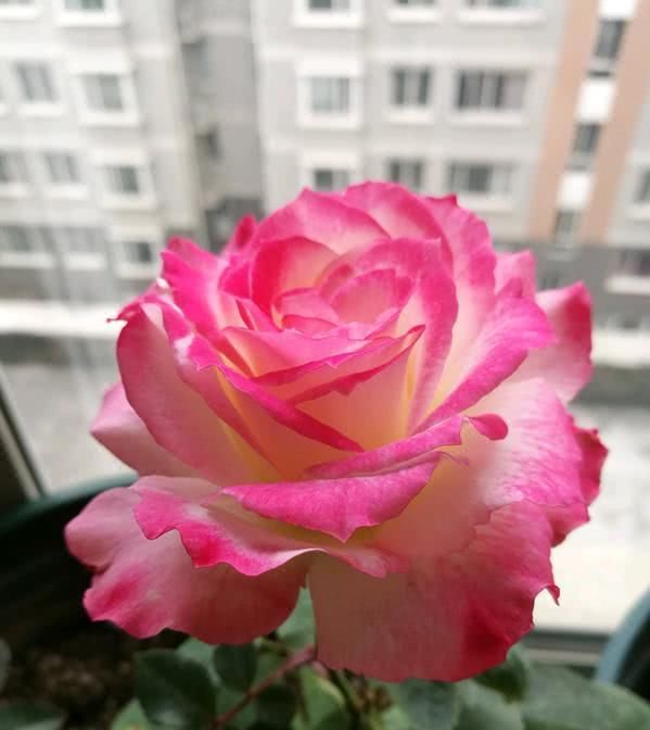  『值得』此种观赏植物，美不输玫瑰，四季都开花，可盆栽种植，很值得拥有