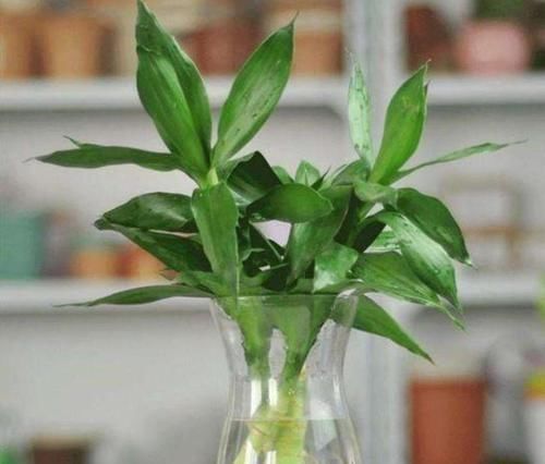  『朱顶红』阳台养花，不妨养这4款植物，好养易活不招虫，养在哪里都爆盆