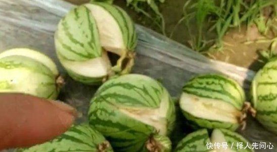 农田西瓜全部在地里炸开,农民大叔心急如焚,知道真相恍然大悟！