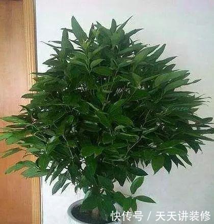  [幸福树]有“讲究”的人都喜欢这“3种树”，叶多枝壮，摆在家中纳福养人