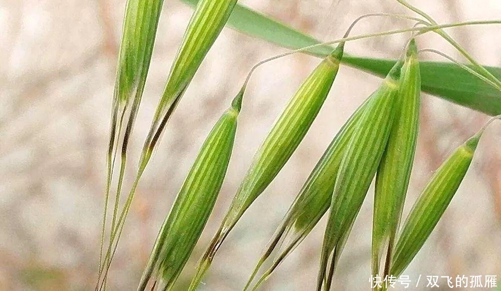 野燕麦，这种野草，农民见到就除掉，百元一斤，农民不愿意卖