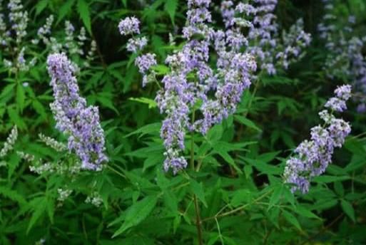  #南方#南方农村常见的一种野草，远看像薰衣草，作用很多摘回家