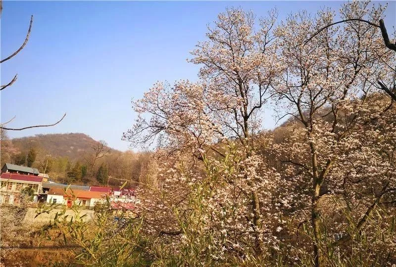 3月,低调六安意外爆红!一组照片,全国人民都被美哭了!【2020热门旅游景点】