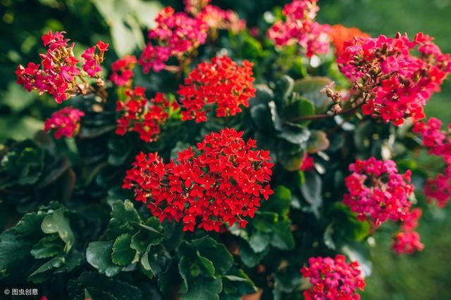 春节将至，养上几盆简单的花卉，在也不用发愁过年没花看了