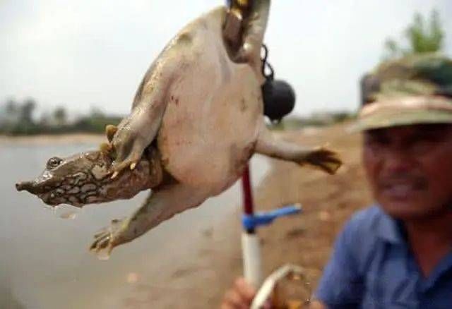  「饲养的甲鱼」一种历史悠久，技术含量很高的甲鱼钓法，如今只留在记忆里