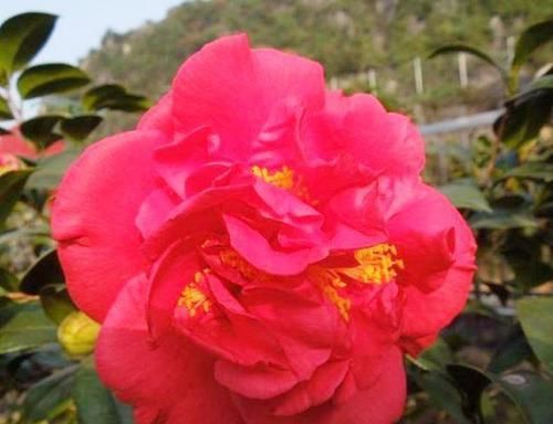 「风采」最好的红山茶花,花型很大,花色艳丽,香味扑鼻,有花中之王风采