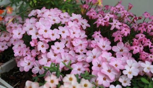  【春天】阳台种盆酢浆草，来年春天开爆盆，简单3步，教你学会上盆种植