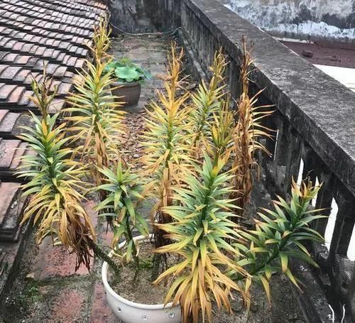 #花盆#开败的百合这样一处理,能长一缸的小球,花盆都不够用!