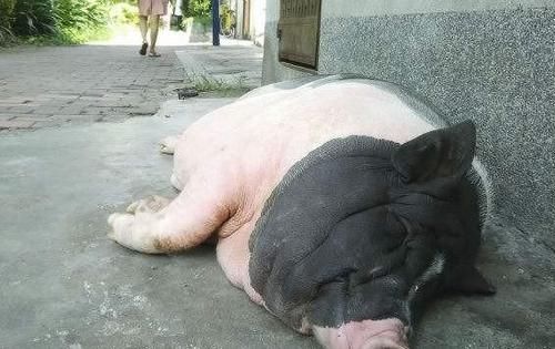  「明年」明年养猪怎么样？应该不晚吧？