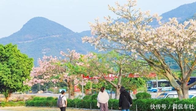 又是一年花开时，到东莞观音山看漫山红遍，层林尽染