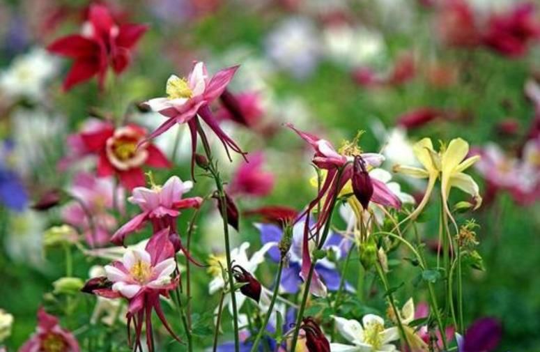  「瓣品种花」3种“奇花”，长的“绚烂无比”，五彩缤纷，见过吗？