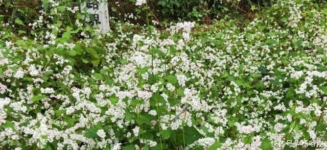  种子：在农村，种此物好赚钱吗？一亩产量能达250斤，还行！