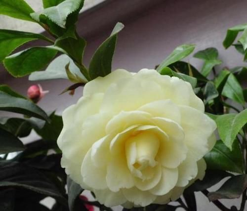 『亮眼』这款茶花“独一无二”,花色金黄亮眼,充满皇室气息,是花中极品