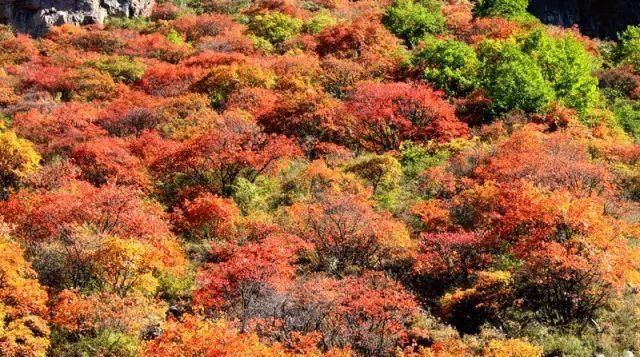 秋日里，山西20处绝美赏秋胜地美的像仙境