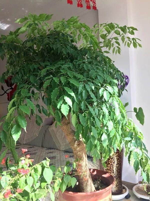  人都喜欢■养花高手，能把普通的植物“养开花”，比如虎皮兰、富贵竹、玉树