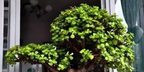  「植物」客厅最适合养这“3种”植物，越“老”越好看，养1盆都感到值！
