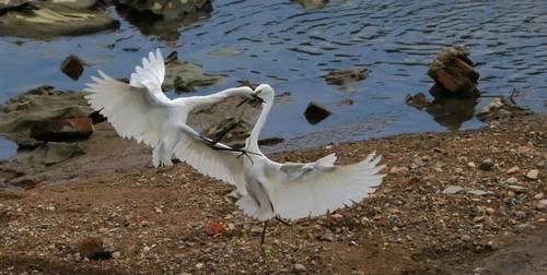 3小时发现26种水鸟!青岛原来藏着这么多观鸟圣地