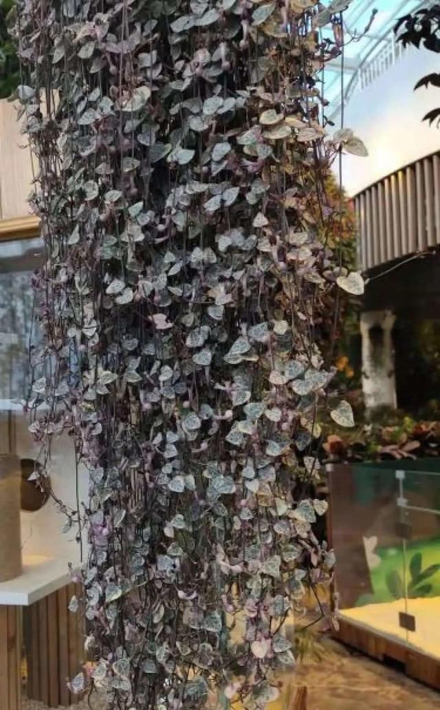  [窜成]18种花，挂窗台窜成绿窗帘，天热了遮阴真凉快！